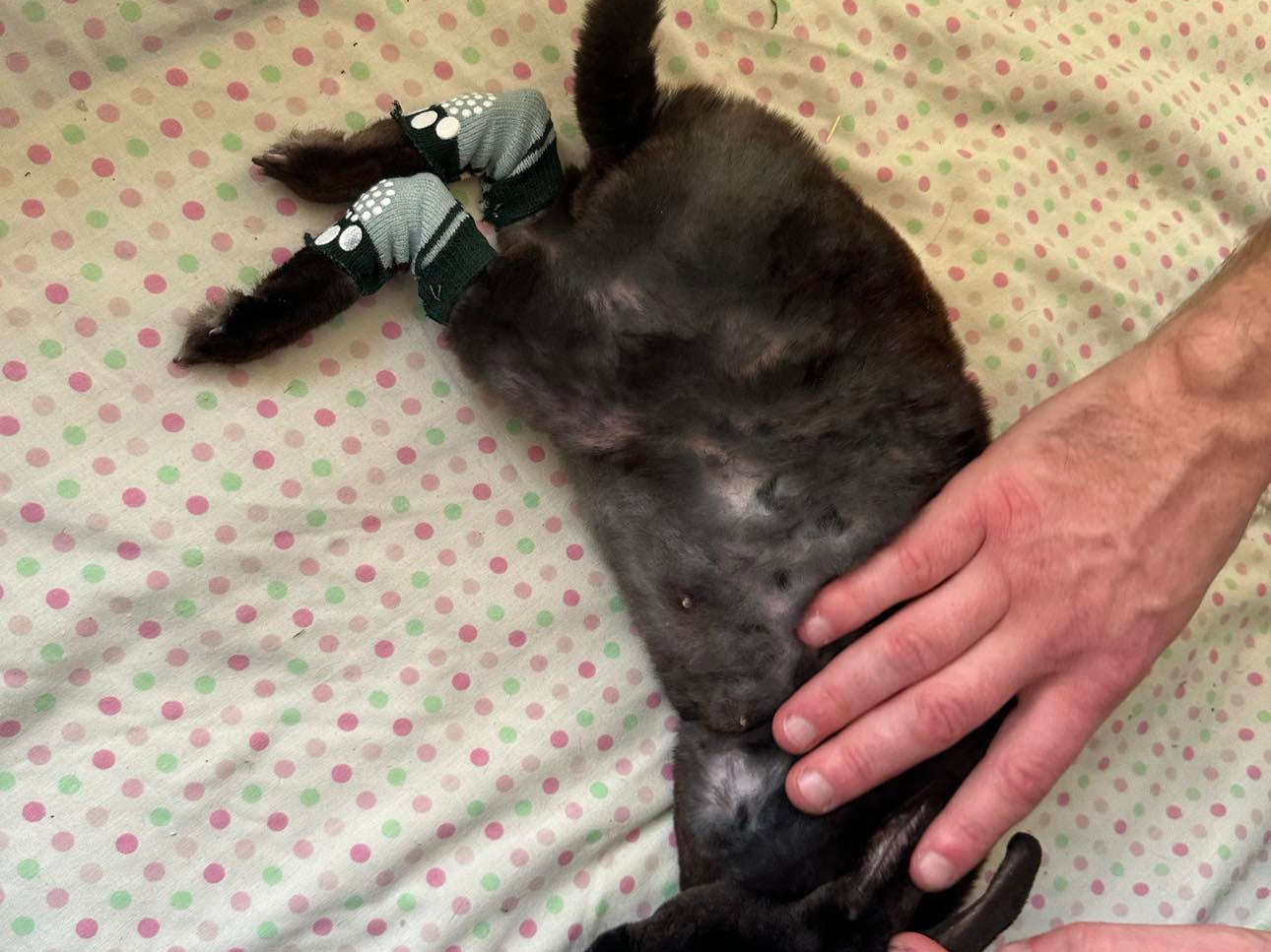 Rabbit Pododermatitis Cause Pododermatitis in Rabbit – Resilient Bunny Treats