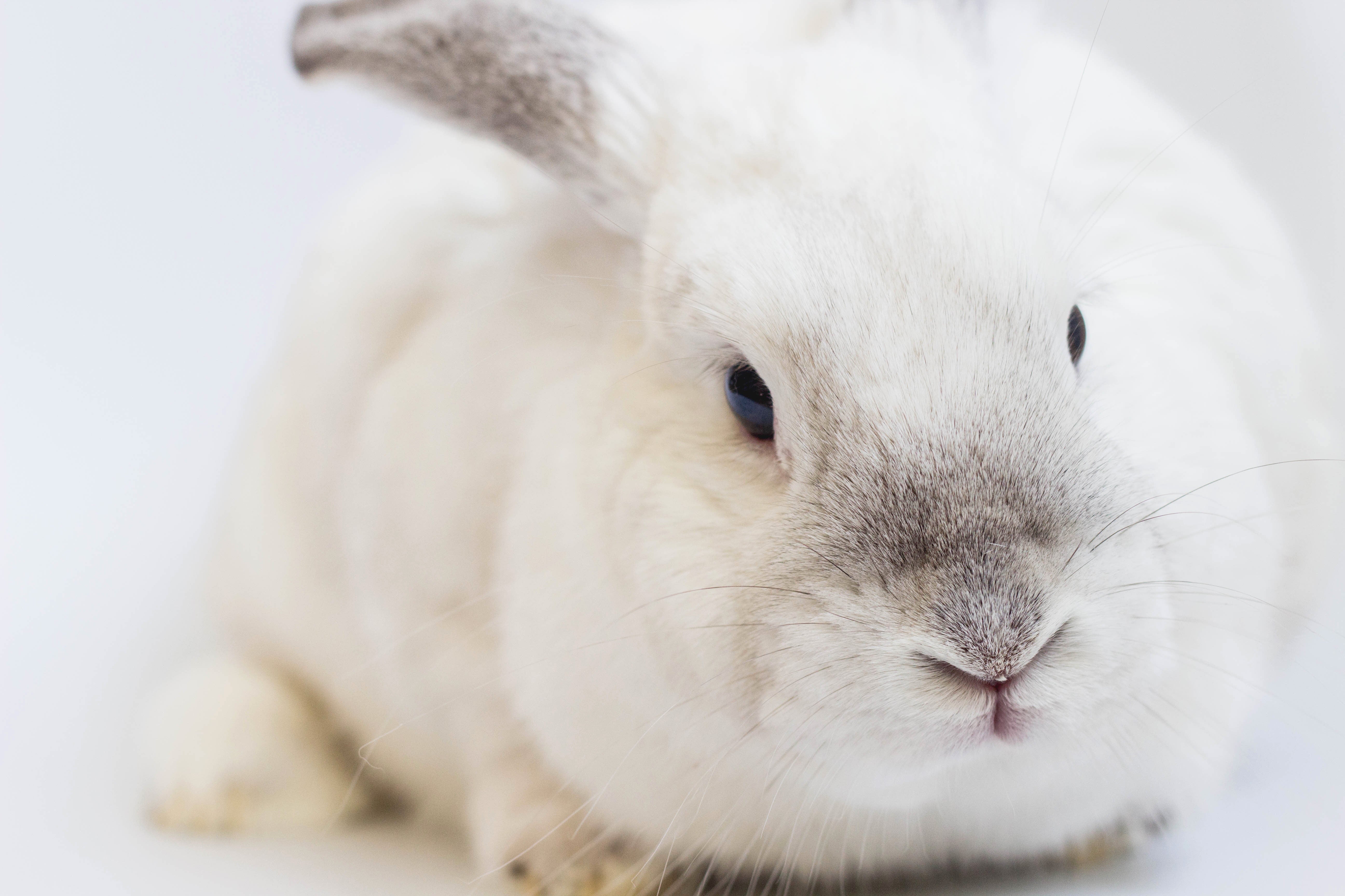 Reasons Why Rabbits Make Amazing House Pets