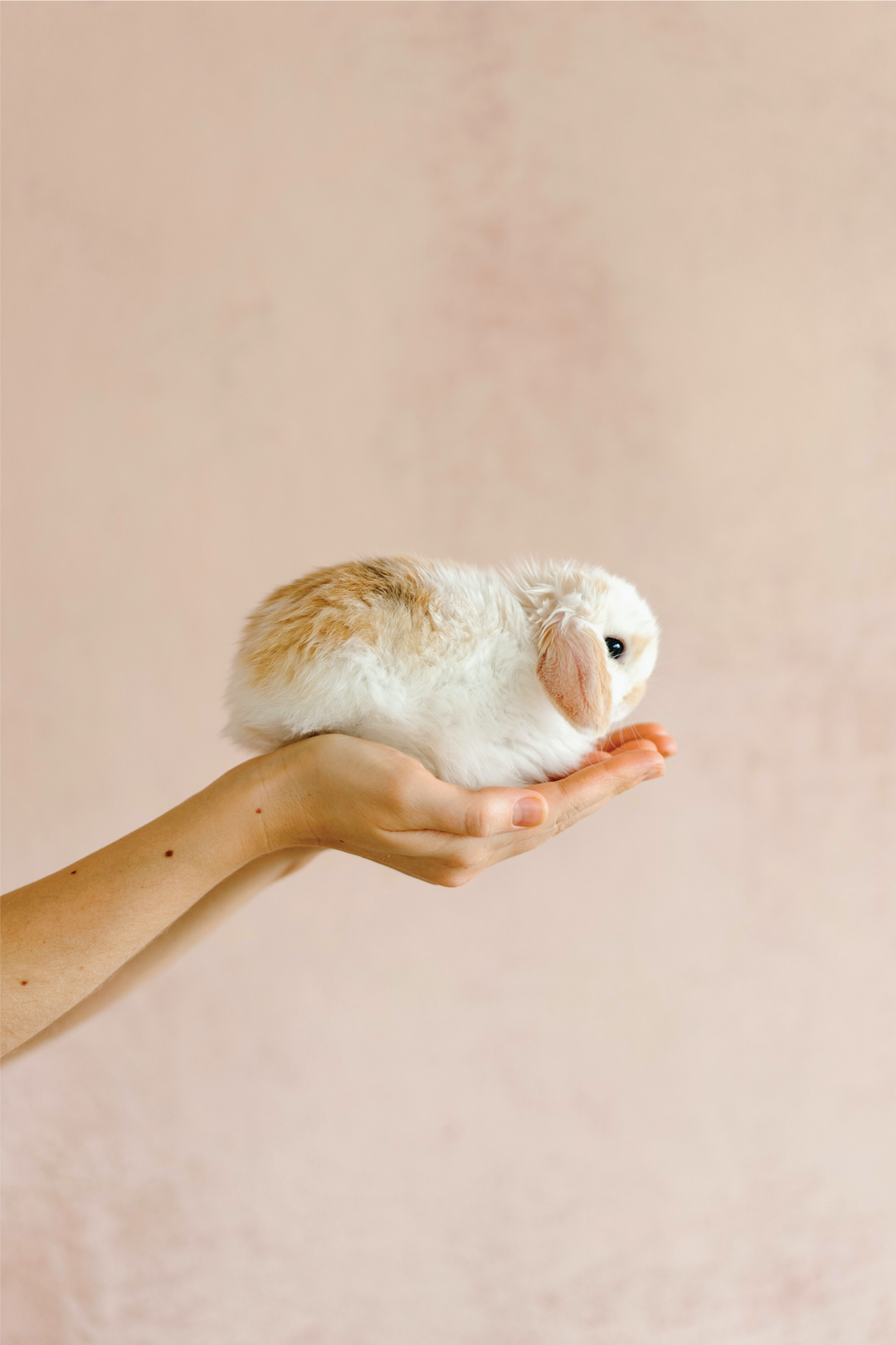 About 100% Natural Treats for Rabbits and Guinea Pigs – Resilient Bunny ...
