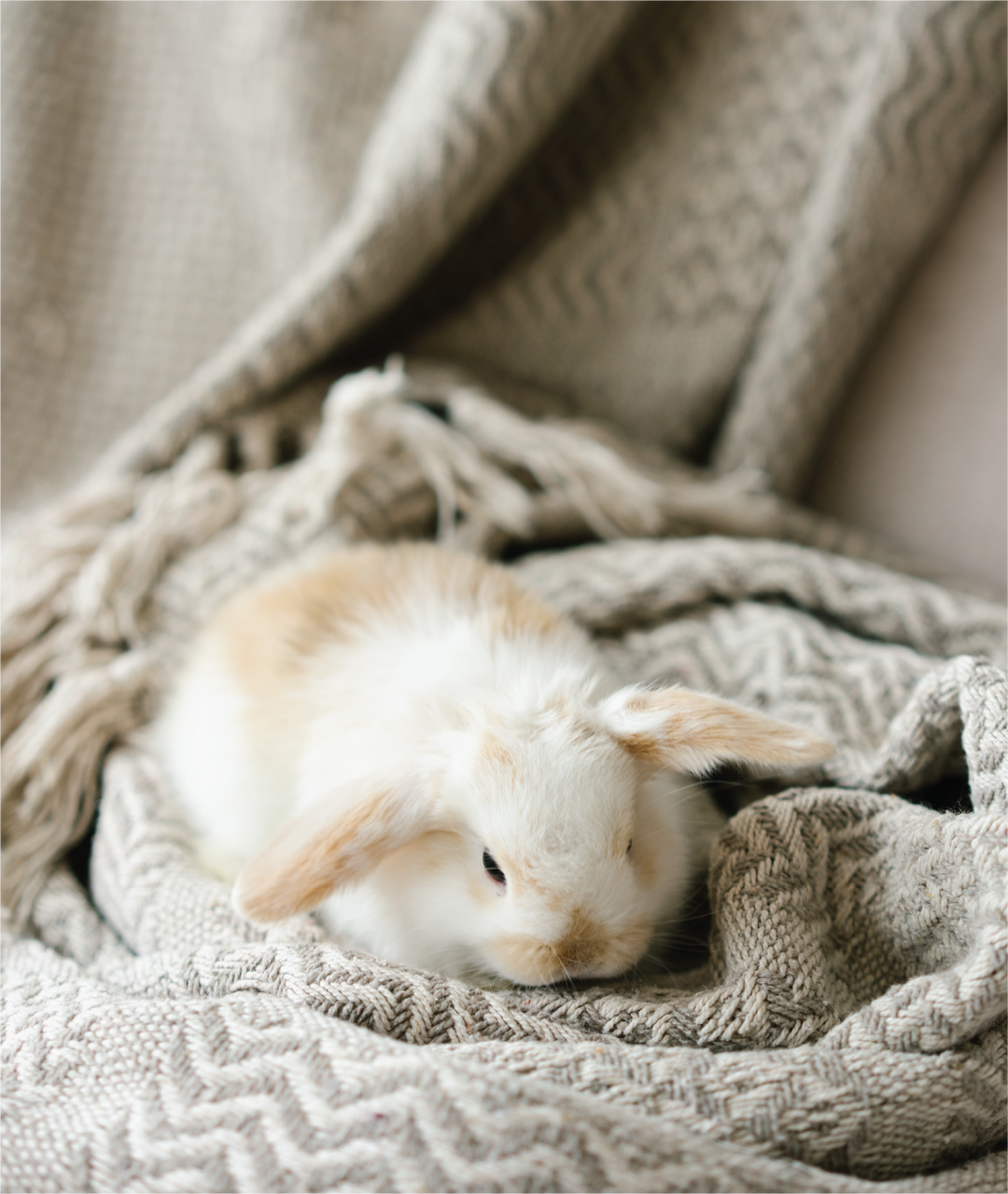 Handmade Natural Treats for Rabbits and Guinea Pigs Australia ...