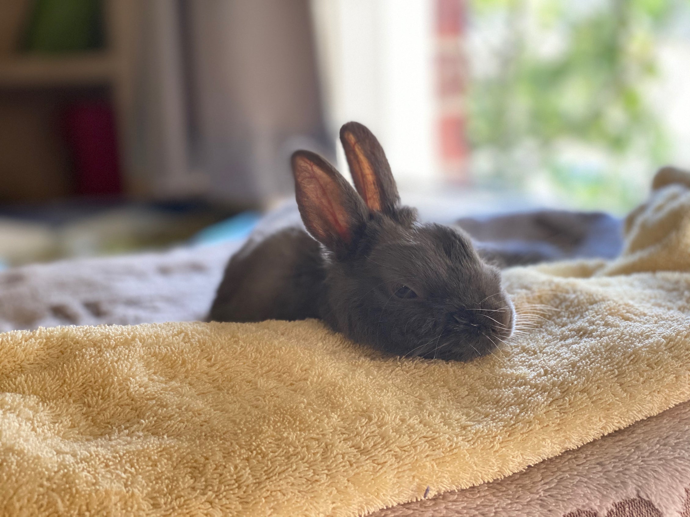 Pododermatitis in Rabbit – Resilient Bunny Treats