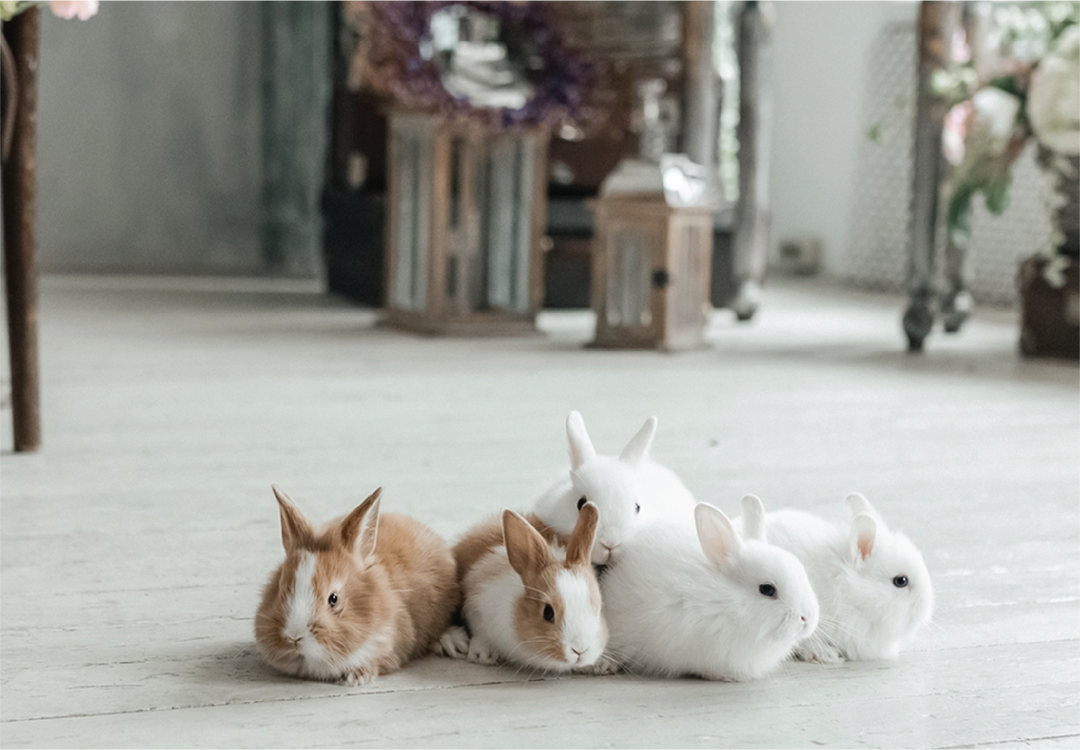 FAQ of Natural Treats for Rabbits and Guinea Pigs – Resilient Bunny Treats