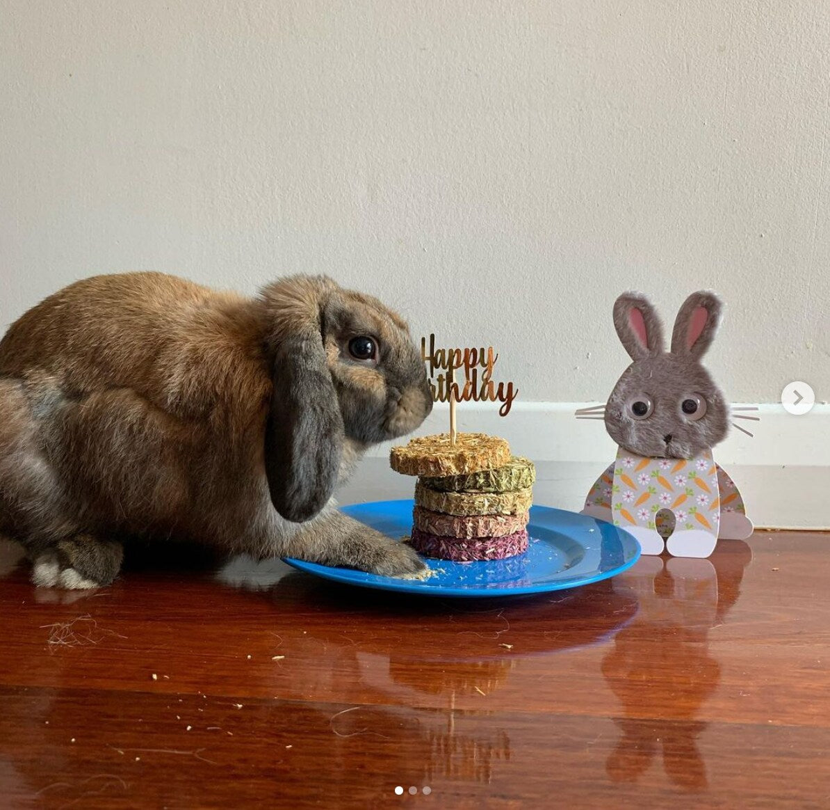 Gallery of 100% Natural Treats for Rabbits and Guinea Pigs – Resilient ...