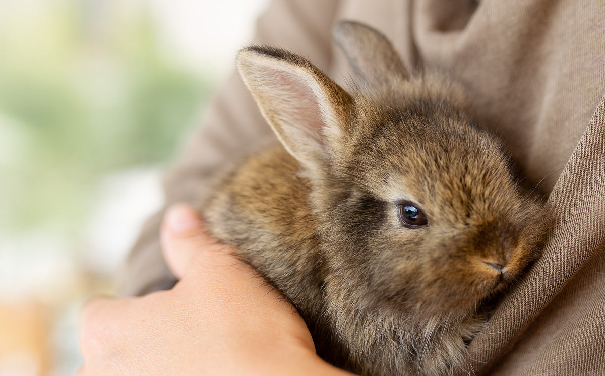 Handmade Natural Treats for Rabbits and Guinea Pigs Australia ...